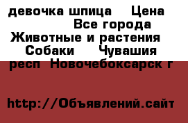 девочка шпица  › Цена ­ 40 000 - Все города Животные и растения » Собаки   . Чувашия респ.,Новочебоксарск г.